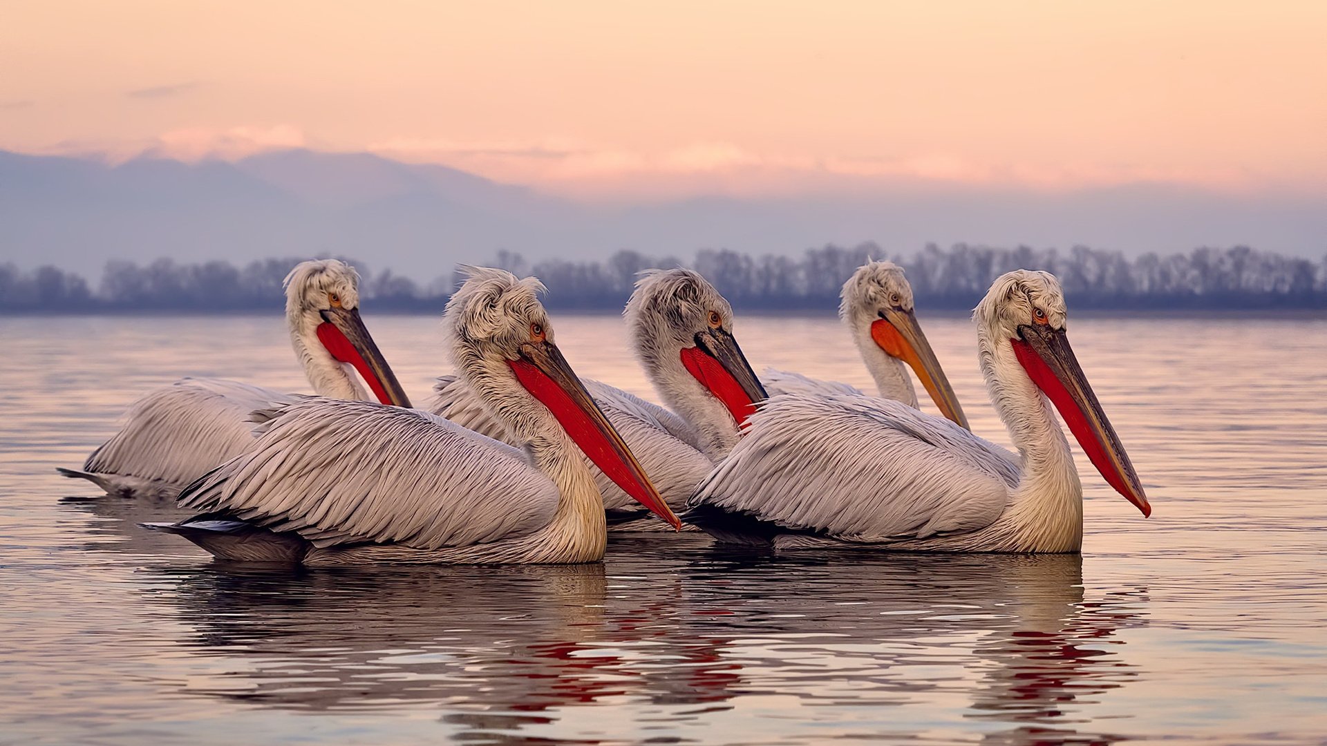 米兰登录入口-职业联赛未建立球迷意见反馈制度，没职业联赛