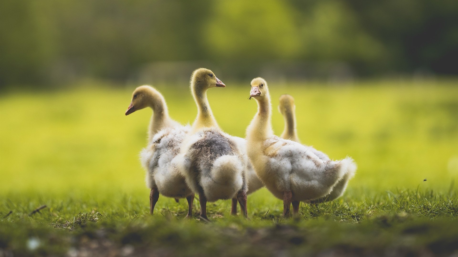 进攻主导权是否逐渐由传统中场向影锋倾斜,进攻性中场