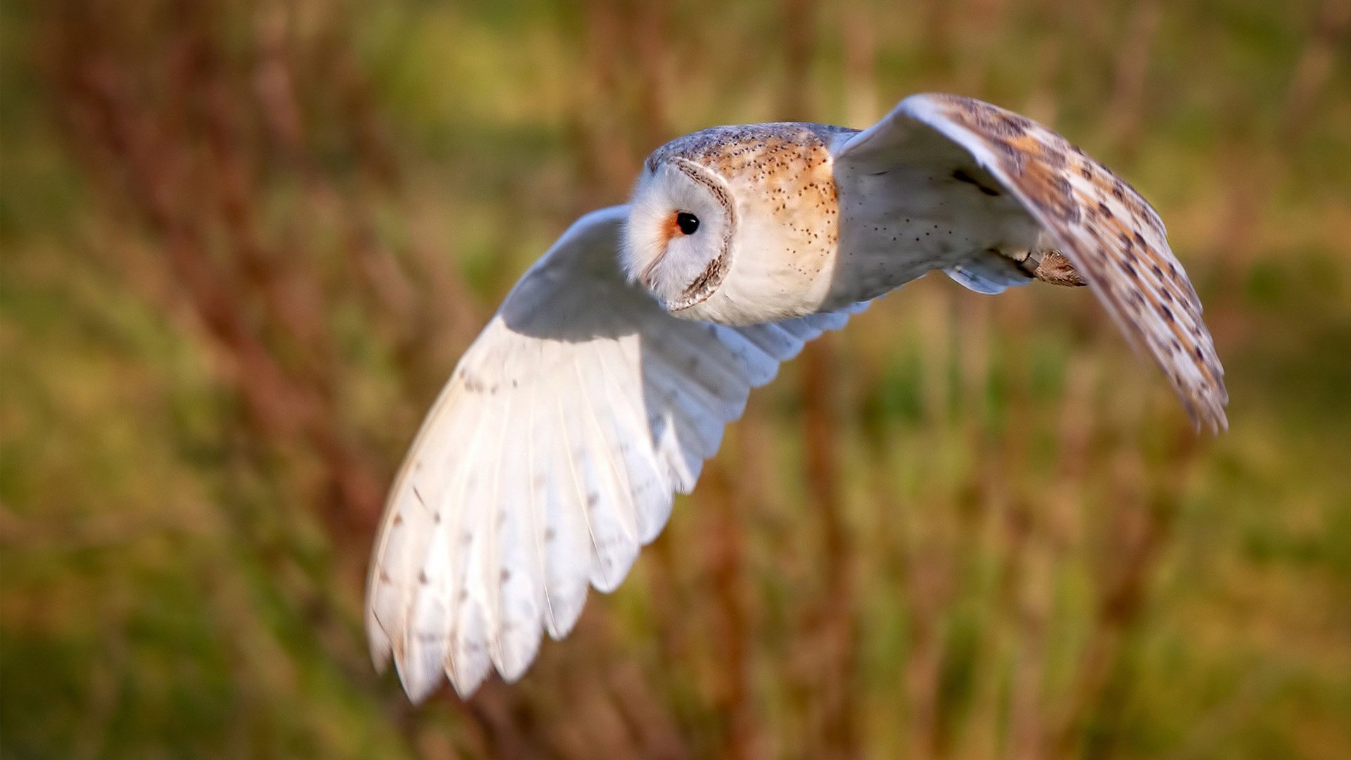 中国足球国家队强化对外交流成果应用能力,中国足球国家队外援名单