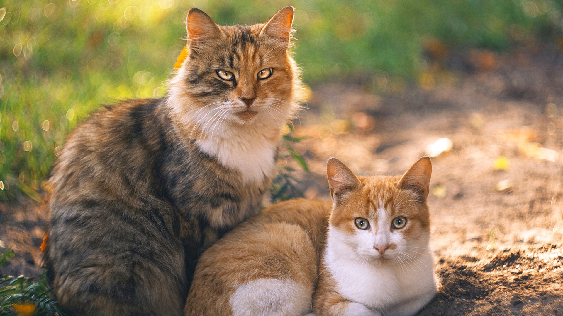 乌干达男篮在非洲预赛中奋勇争先,迈向国际舞台,乌干达全国篮球