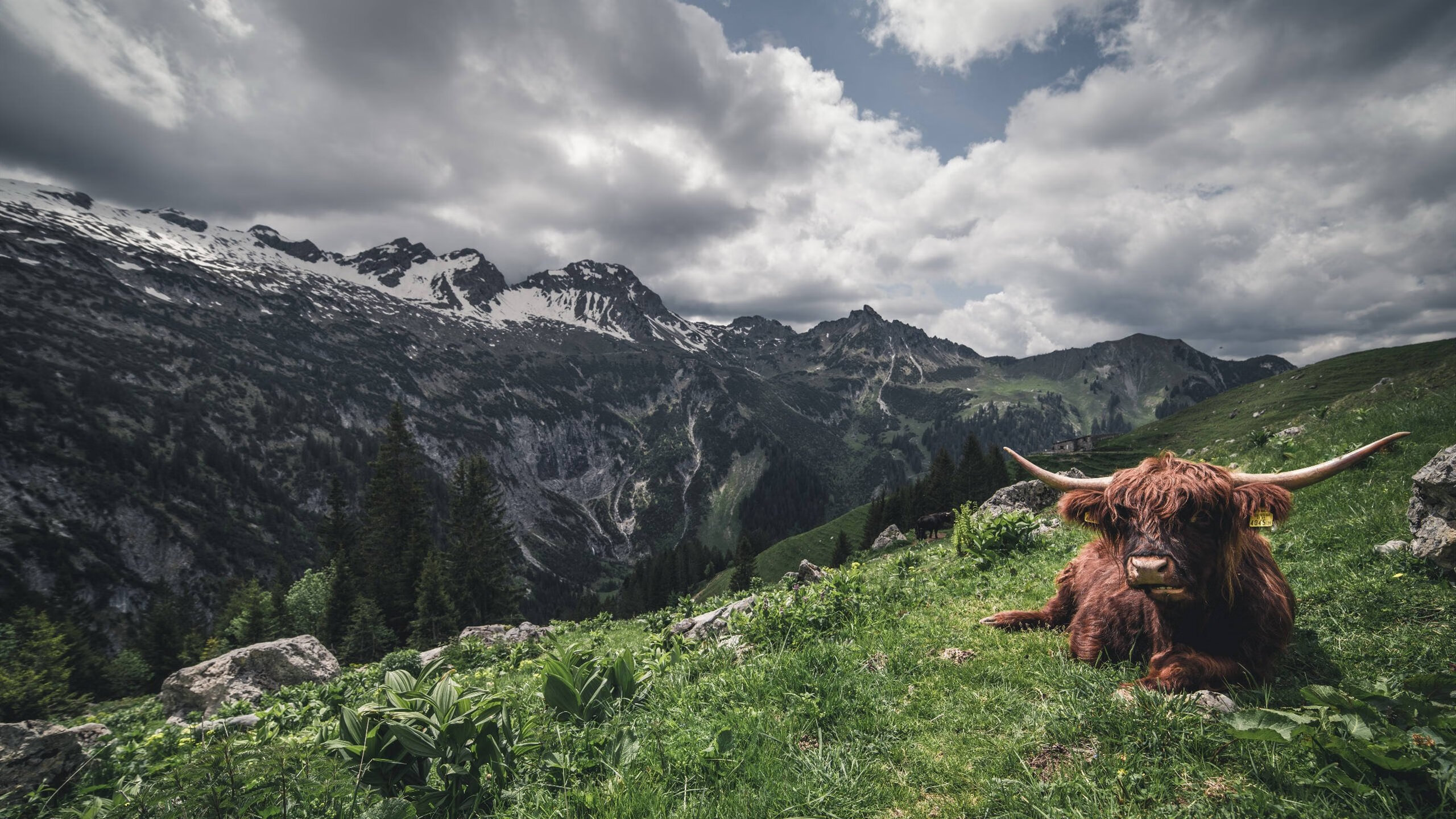 乔纳·隆戈:新西兰全黑队进攻的定海神针,闪耀橄榄球历史,乔纳森,诺兰
