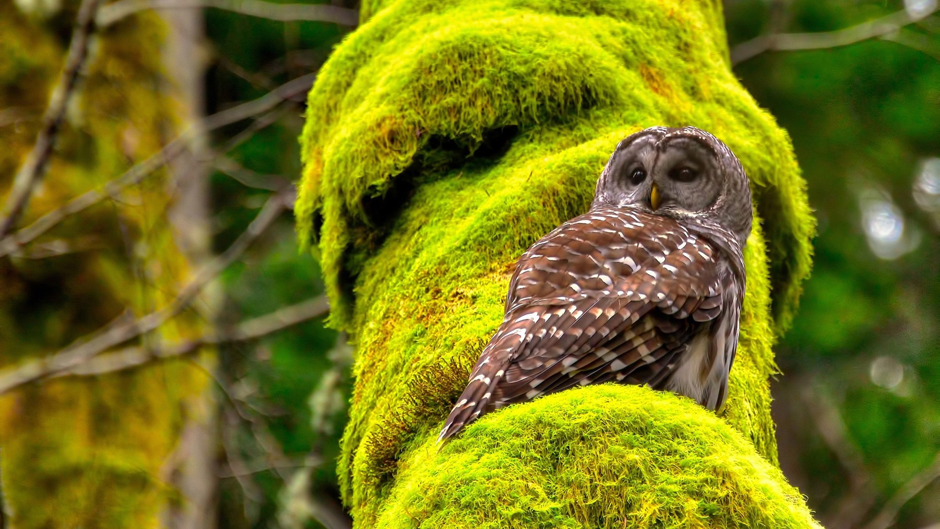 德甲高空轰炸:精彩头球瞬间令人拍案叫绝,德甲空场
