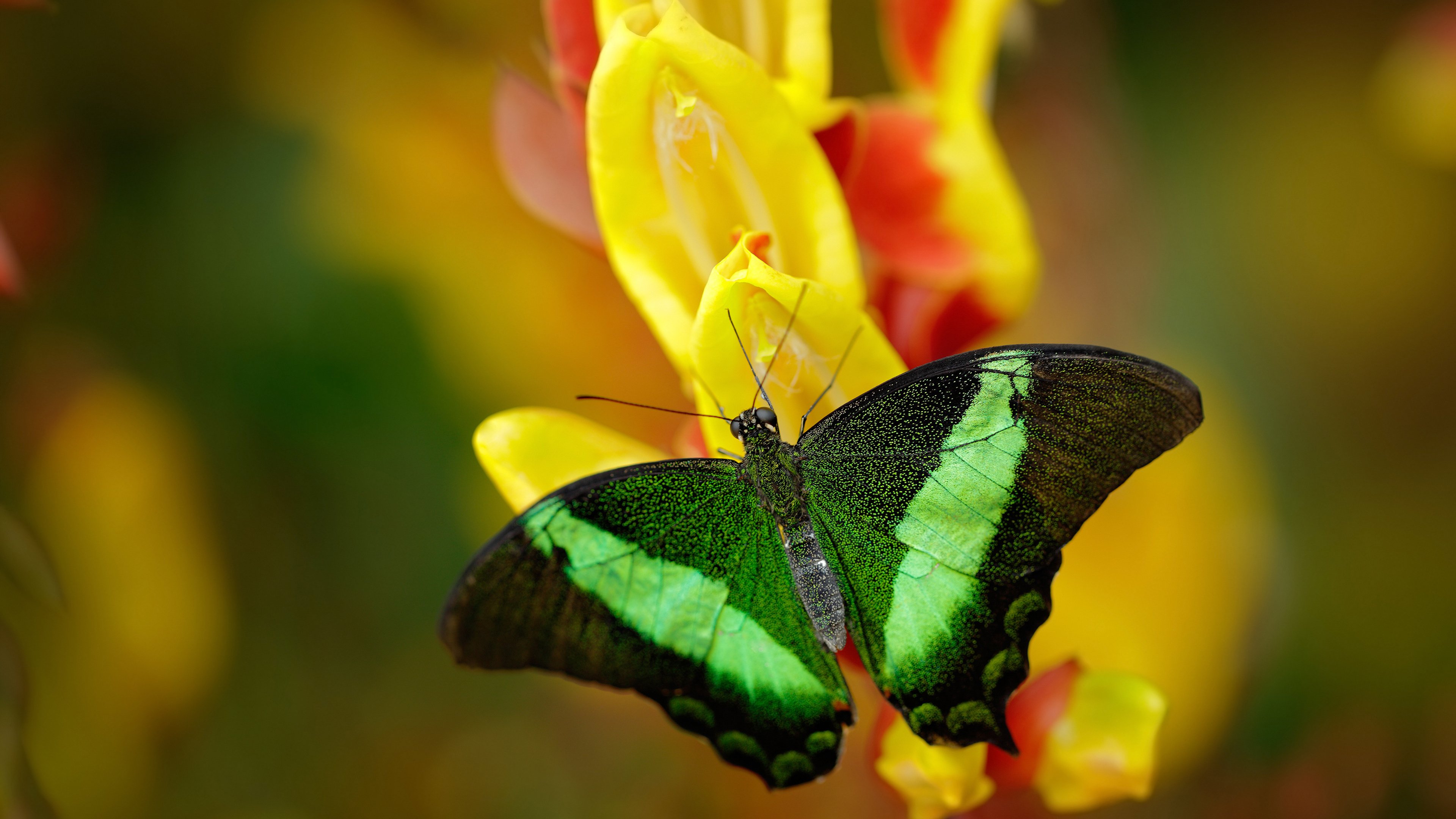 牙买加女篮在加勒比海区域比赛中夺冠,运动氛围浓厚