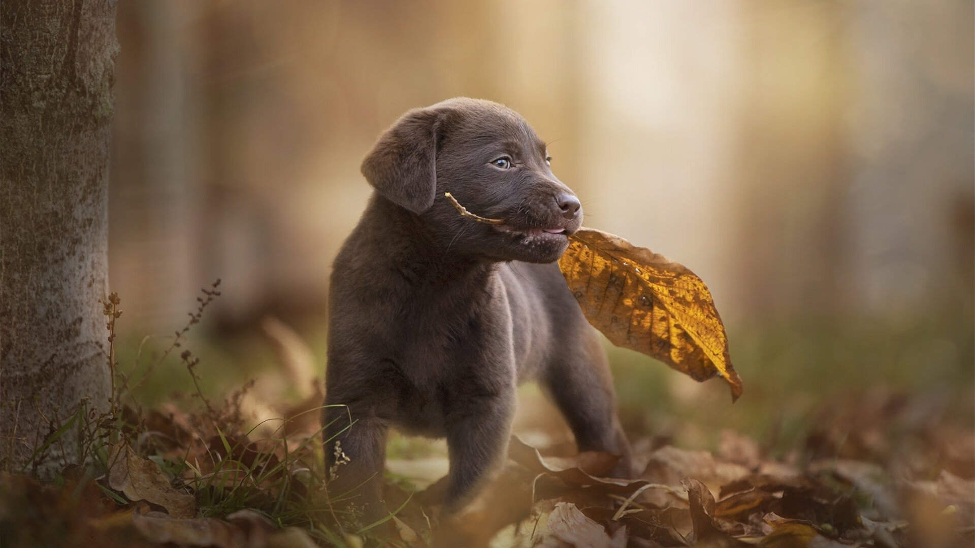 篮球运动伤病预防方案进入学校课程,篮球项目运动损伤防护方法